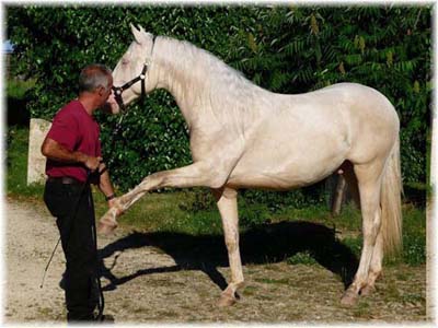 le bouvier des flandres et le cheval - Elevage du CLOS DE LA LUETTE - COPYRIGHT DEPOSE